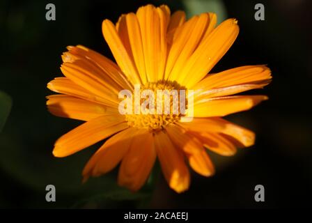 Calendula officinalis, Ringelblume, marigold Stock Photo