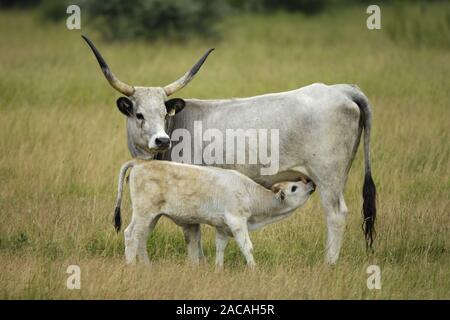 Ungarische Steppenrinder, Ungarisches Graurind saeugt Jungtier,  Bos primigenius f. taurus, Hungarian Grey Cattle, suckling youn