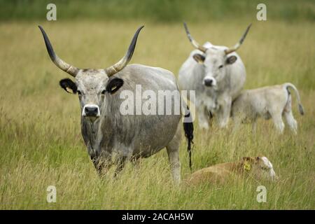 Ungarische Steppenrinder, Ungarische Graurinder, Bos primigenius f. taurus, Hungarian Grey Cattle Stock Photo