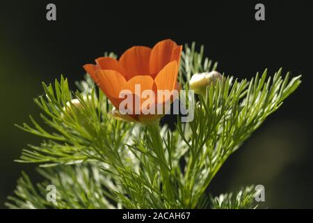 Adonis aestivalis, Summer Pheasant's Eye Stock Photo