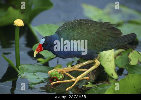 Zwergsultanshuhn, Purpurhuhn, Porphyrula martinica, Purple Gallinule Stock Photo