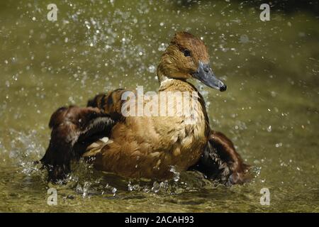 Gelbe Pfeifgans, Dendrocygna bicolor, Fulvous Whistling Duck Stock Photo