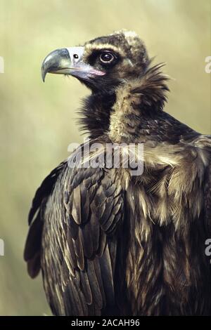 Moenchsgeier, Portrait, Aegypius monachus, Black Vulture Stock Photo