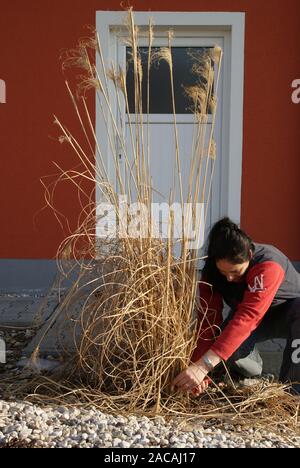 Miscanthus sinensis, Chinaschilf, chinese silver grass Stock Photo