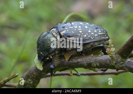 Cheirotonus hi-res stock photography and images - Alamy