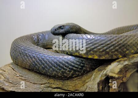 Inland Taipan, Oxyuranus microlepidotus Stock Photo