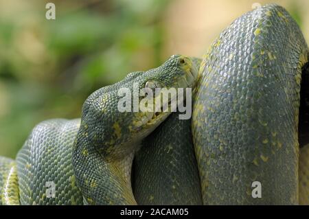 Green tree python , Morelia viridis, Chondropython viridis Stock Photo