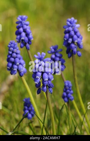 Small grape hyacinth, Muscari botryoides Stock Photo