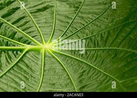 Leaf structure of Pothomorphe peltata, South America Stock Photo