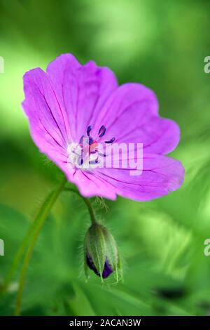 blood-red cranesbill, Geranium sanguineum Stock Photo