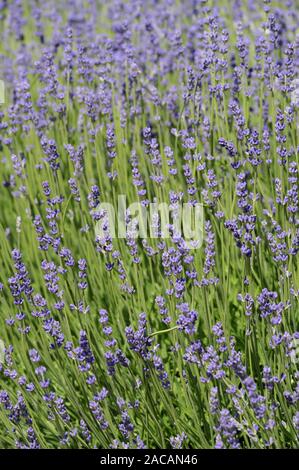 real lavender, Lavandula angustifolia Stock Photo