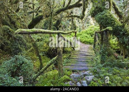 spooken forest Bosque Encantada, Patagonia, Chile Stock Photo
