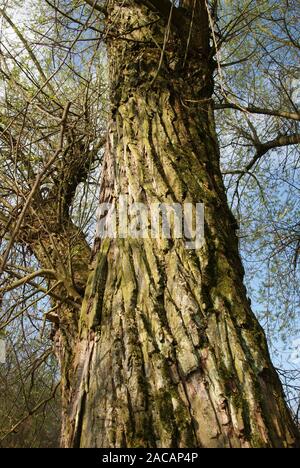 Salix fragilis, willow, willow Stock Photo