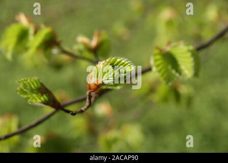 Fagus sylvatica, Buche, beech, Austrieb Stock Photo