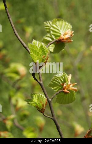 Fagus sylvatica, Buche, beech, Austrieb Stock Photo