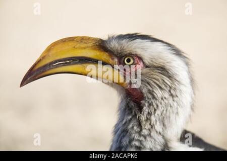 Yellow-billed Hornbill, Namibia, Africa Stock Photo