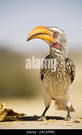 Yellow-billed Hornbill, Krueger National Park, South Africa Stock Photo