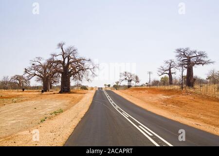 Strasse mit Afrikanischer Baobab, Affenbrotbaum (Adansonia digitata), Suedafrika, Afrika, Baobab at country road, South Africa Stock Photo