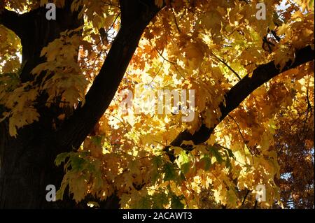 Quercus rubra, American red oak, northern red oak, autumn colours Stock Photo