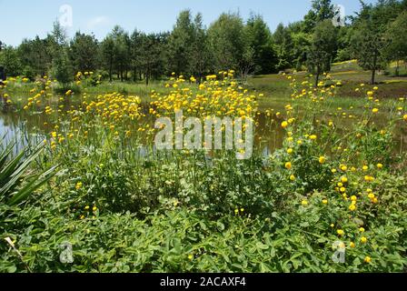 Ranunculus acris Multiplex, Hahnenfuss, buttercup Stock Photo