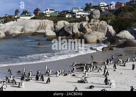 Spectacled Penguin, (Spheniscus demersus), Jackass Penguin Stock Photo