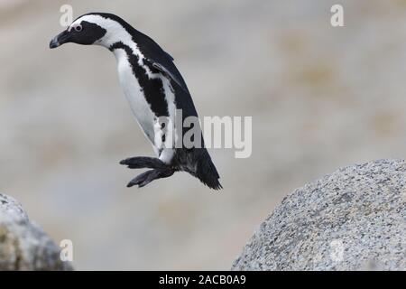 Spectacled Penguin, (Spheniscus demersus), Jackass Penguin Stock Photo