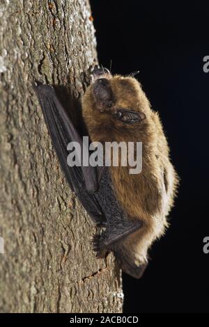 Dwarf bat (Pipistrellus pipistrellus), Common Pipistrelle Stock Photo