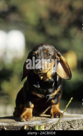 Rough hair dachshund, dog, dog, badger dog, wiener dog, sausage dog Stock Photo