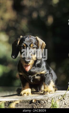 Rough hair dachshund, dog, dog, badger dog, wiener dog, sausage dog Stock Photo