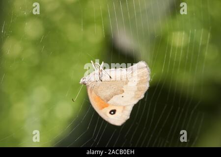 Small hay butterfly (Coenonympha pamphilus) Stock Photo
