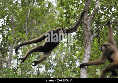 Weißbartgibbon Pärchen / White-bearded Gibbon / Hylobates agilis albibarbis Stock Photo