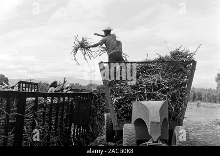 Zuckerrohrumschlag - eines der ser wenigen Exportgüter Haitis, 1967. Sugarcane turnover, one of the few Haitian export goods, 1967. Stock Photo