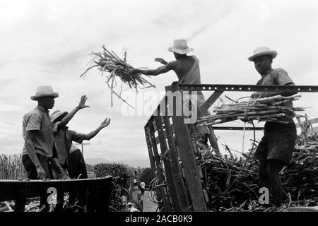 Zuckerrohrumschlag - eines der ser wenigen Exportgüter Haitis, 1967. Sugarcane turnover, one of the few Haitian export goods, 1967. Stock Photo