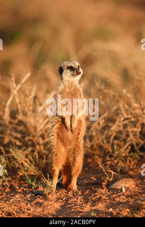 Suricate on the look out - Erdmaennchen wachen - Addo Elephant National Park - South Africa Stock Photo