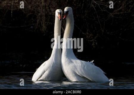 Hump swans courtship / Displaying Mute Swan / Cygnus olor Stock Photo