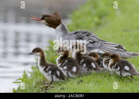 Goosander female with chicks / Common Merganser / Mergus mergan Stock Photo