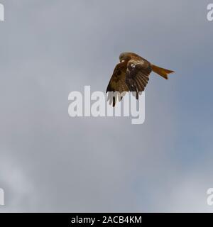 Red kite in Hampshire Stock Photo