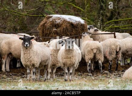 Clitheroe, Lancashire, UK. 2nd Dec 2019. Clitheroe, Lancashire, UK. 2nd Dec 2019. Frost on the feed. Mule ewes topping up on grass silage on a cold morning during tupping time at Dunsop Bridge, Clitheroe, Lancashire. Credit: John Eveson/Alamy Live News Stock Photo