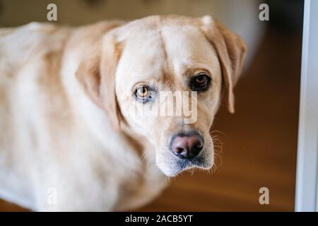 labrador dog rests at home Stock Photo
