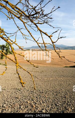 The rural summer arable farmland countryside landscape of the Val d'Orcia near Pienza Tuscany Italy Europe - Crete Senesi Stock Photo