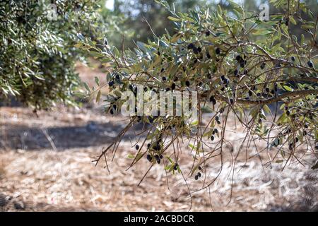 Olive tree branches with black ripe fruits close-up on a blurred background. Israel Stock Photo