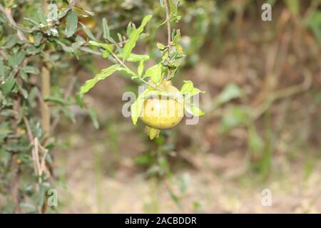 Alley of Ripe pomegranate fruits hanging on a tree branches in the garden. Harvest concept. Sunset light. soft selective focus, space for text Stock Photo