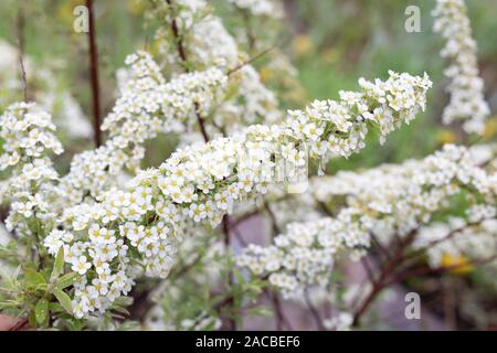 Background white flowers on a branch with bokeh. Spiraea Cinerea Grefsheim for postcard or design. Stock Photo