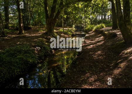 A small stream cascading through Tehidy Country Park, the largest area of woodland in West Cornwall. Stock Photo