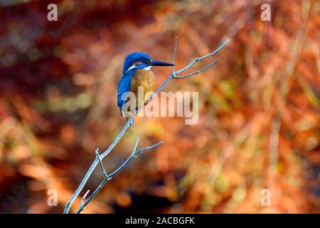 Loose Village, Kent, UK.2nd Dec, 2019.  Autumn colours but very much winter temperature for the village's resident kingfisher during its early morning hunt for fish in the village stream