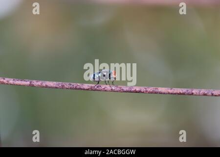 Fly on the wire.blow fly species Lucilia caesar.Macro closeup of an insect on wire background Stock Photo