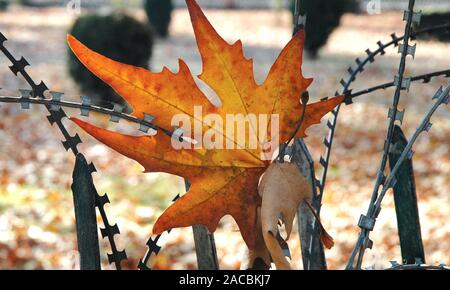 Chinar Images – Browse 161 Stock Photos, Vectors, and Video | Adobe Stock