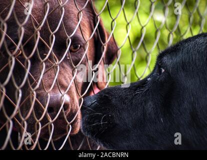 First meeting or introduction between two dogs. Two doggies or dogs smelling each other in their first encounter. Portrait of Caged cute Labrador dogs Stock Photo