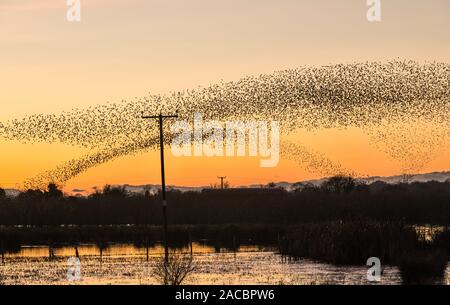 A large starling murmuration at Whixall Moss, near Whitchurch, Shropshire, UK, seen against a glorious sunset Stock Photo