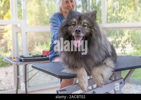 Trimed Wolf Spitz Dog is lying on the lift hydraulic grooming table and head raised looking at the camera. Smiling professional groomer woman is in th Stock Photo